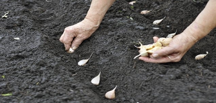 como plantar alho
